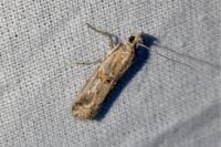 Pempelia palumbella