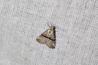Zebeeba falsalis