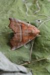 Scoliopteryx libatrix