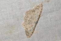 Scopula submutata roseonitens