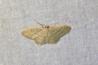 Idaea straminata