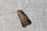 Metallostichodes nigrocyanella