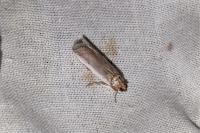 Denticera divisella