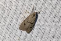 Apaidia mesogona