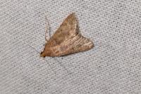 Bostra obsoletalis