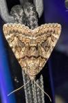 Catocala nymphagoga
