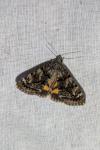 Catocala nymphagoga