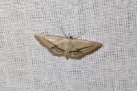 Idaea mediaria