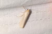 Eilema caniola