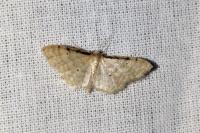 Idaea fuscovenosa