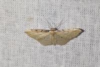 Idaea fuscovenosa