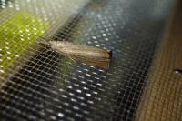 Chrysoteuchia culmella