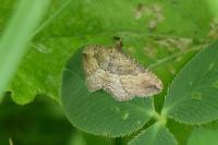 Nycterosea obstipata