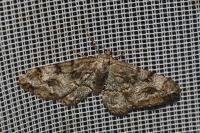 Alcis repandata