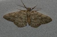 Ectropis crepuscularia