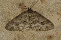 Ectropis crepuscularia