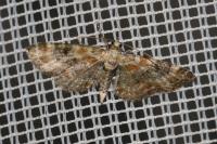 Eupithecia linariata/pulchellata/pyreneata