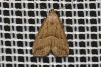 Hypenodes humidalis