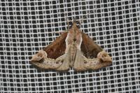Hypena crassalis