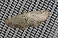 Pasiphila debiliata