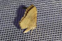 Euchoeca nebulata
