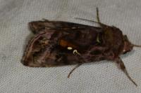 Autographa pulchrina
