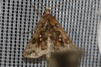 Autographa pulchrina