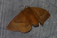 Lasiocampa quercus quercus