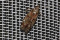 Pempelia palumbella