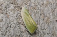 Earias clorana
