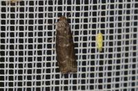 Pyla fusca