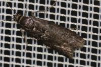 Pyla fusca