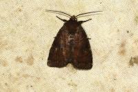 Rusina ferruginea