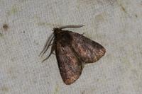 Rusina ferruginea