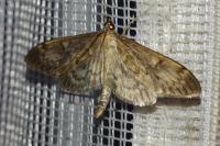 Anania lancealis