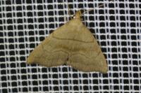 Herminia tarsicrinalis
