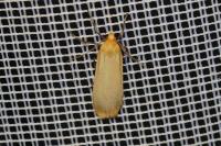 Katha depressa