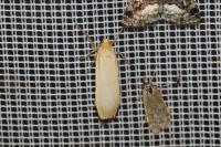 Katha depressa