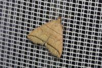 Herminia grisealis