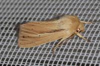 Mythimna impura