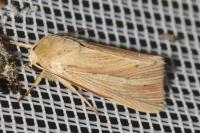 Mythimna impura