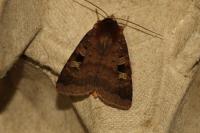 Diarsia brunnea