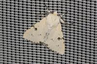 Acronicta leporina