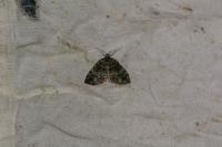 Hydriomena furcata