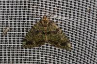 Hydriomena furcata