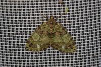 Hydriomena furcata