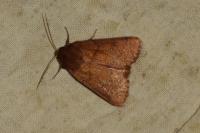 Mythimna turca