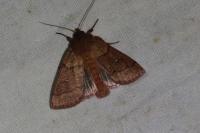 Mythimna turca