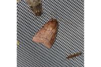 Mythimna turca