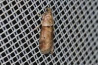 Acrobasis consociella